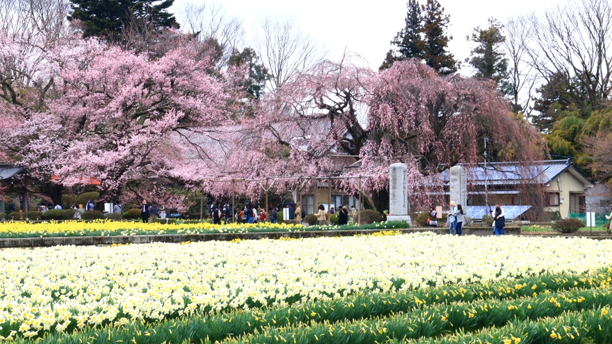 ★神代桜