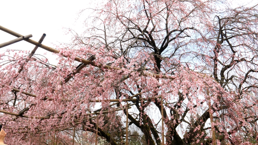 ★神代桜