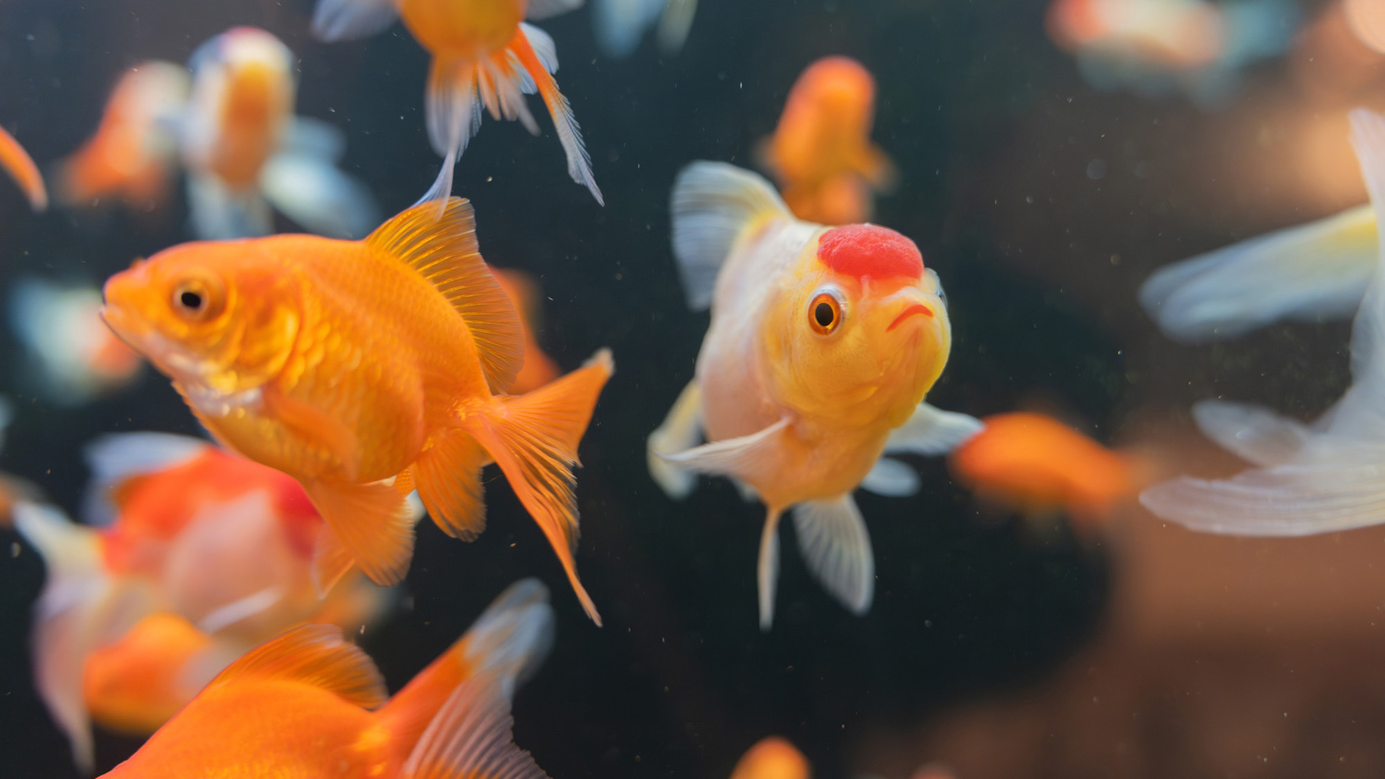 ・【1階/水槽】広島は金魚のまち。水槽には約100匹の金魚がゆったり泳ぎ、心を和ませます