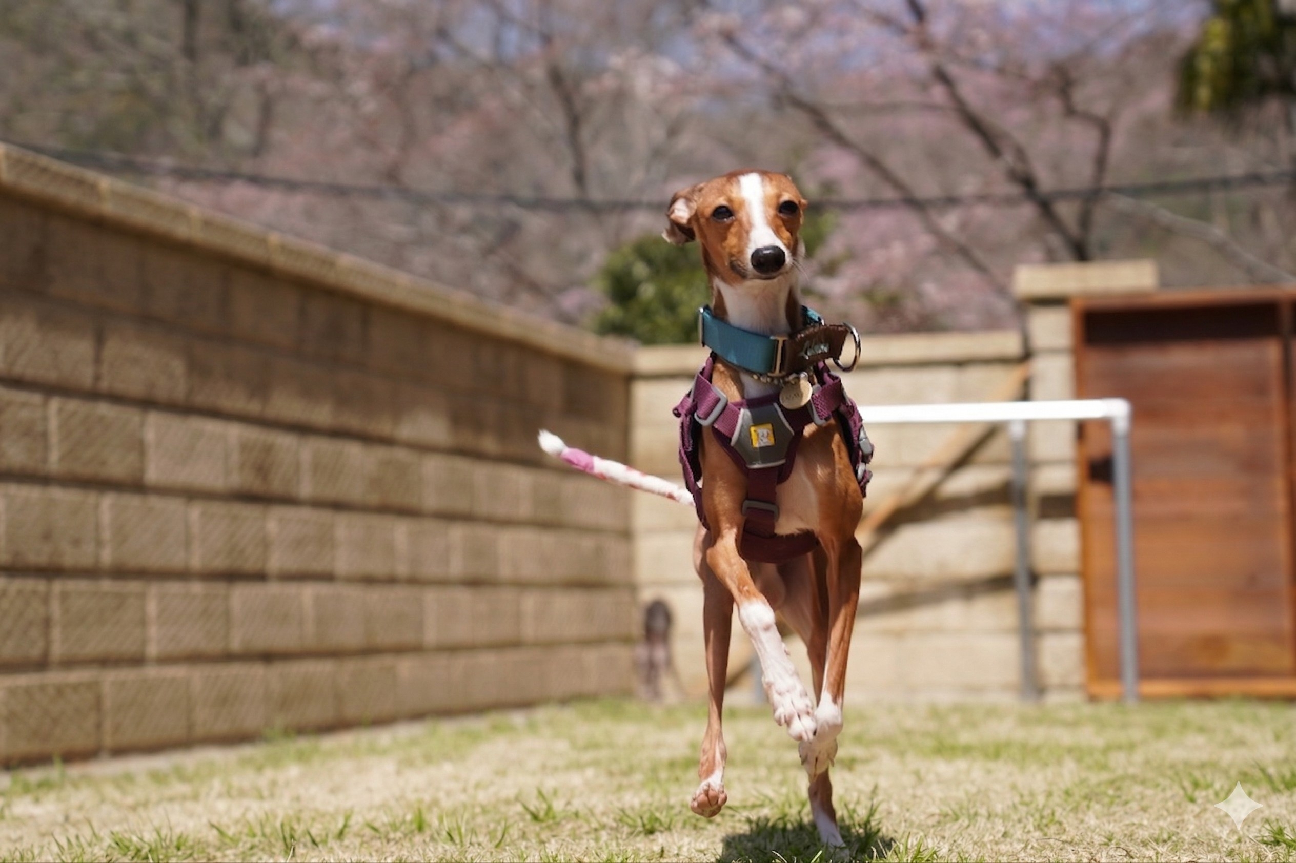 【6名様プラン】ワンちゃんと泊まれる一棟貸し
