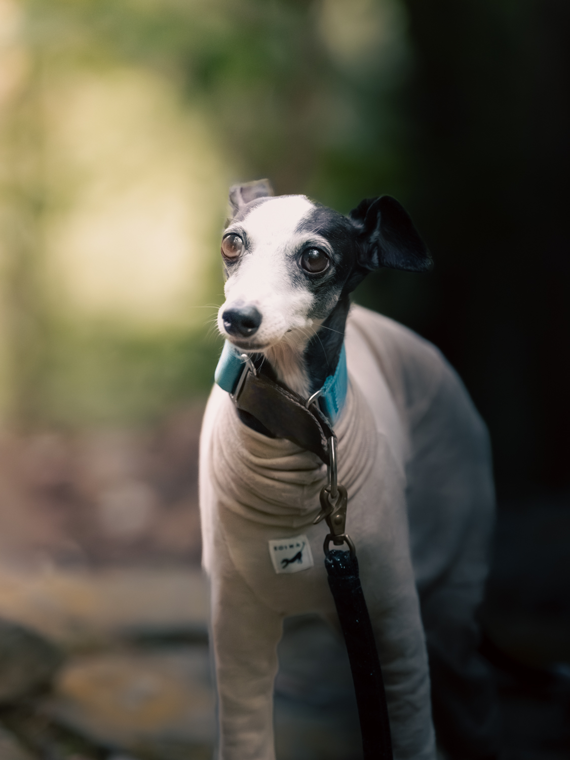 犬と森林浴