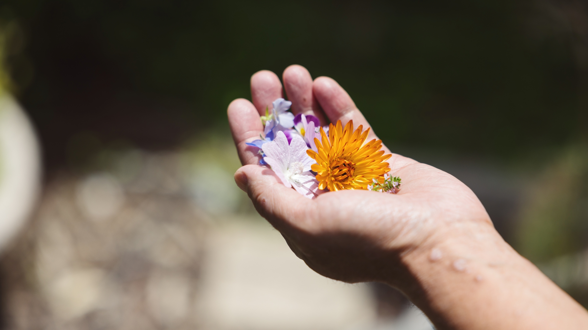 *エディブルフラワー／色とりどりの花が、料理を華やかに彩ります。