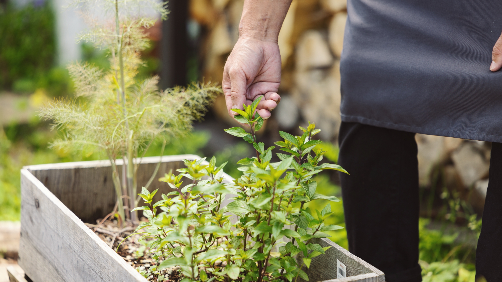 *ハーブの収穫／自家製ハーブをその場で楽しむ贅沢な体験を。