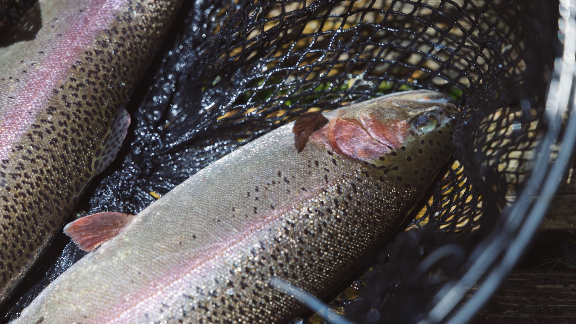 *新鮮な鱒／清流育ちの新鮮な鱒を、繊細な旨味と香りを、職人技で引き出した一皿。