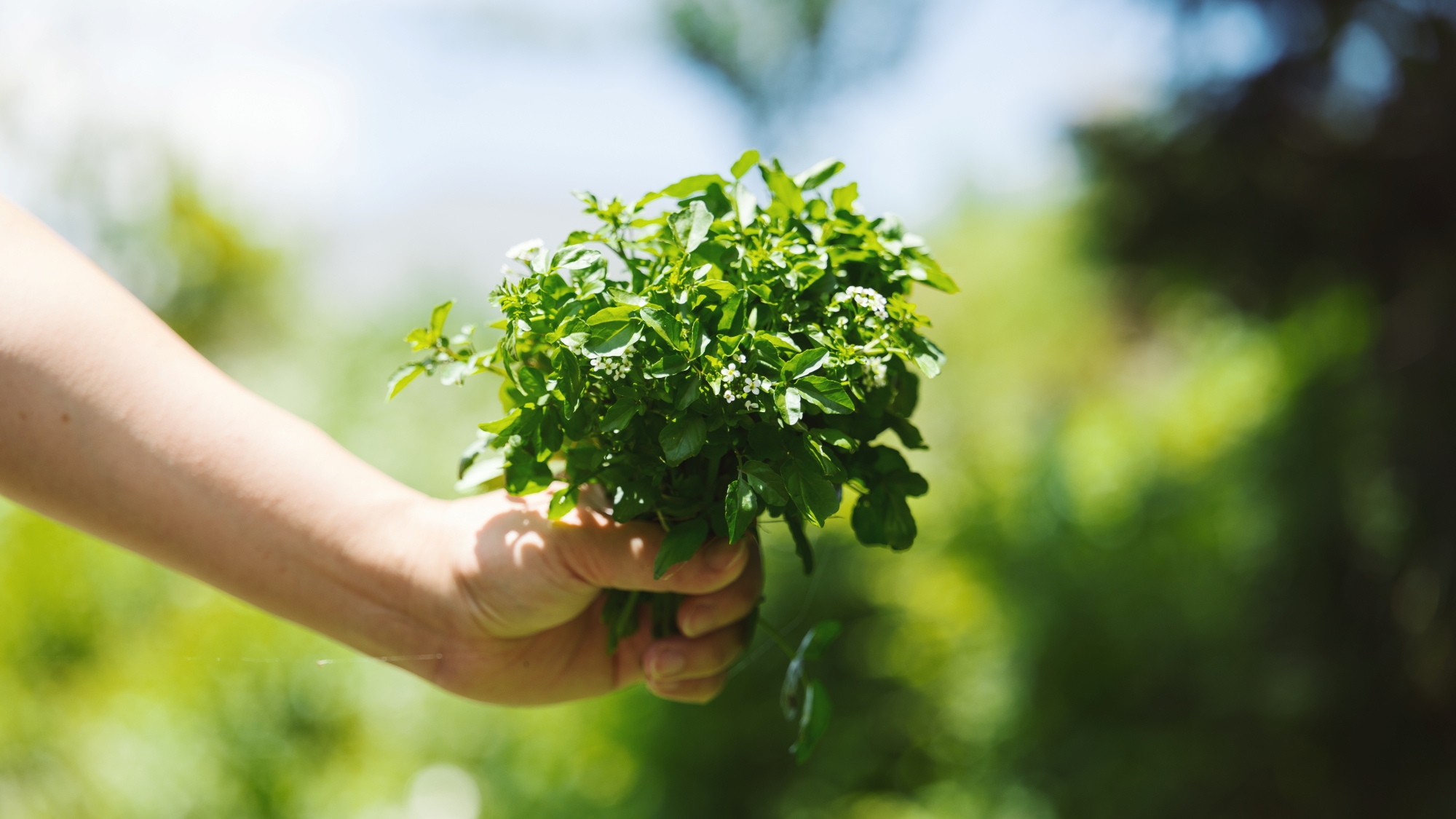 *ハーブのブーケ／摘みたてのフレッシュハーブで、五感を満たす贅沢な体験を。