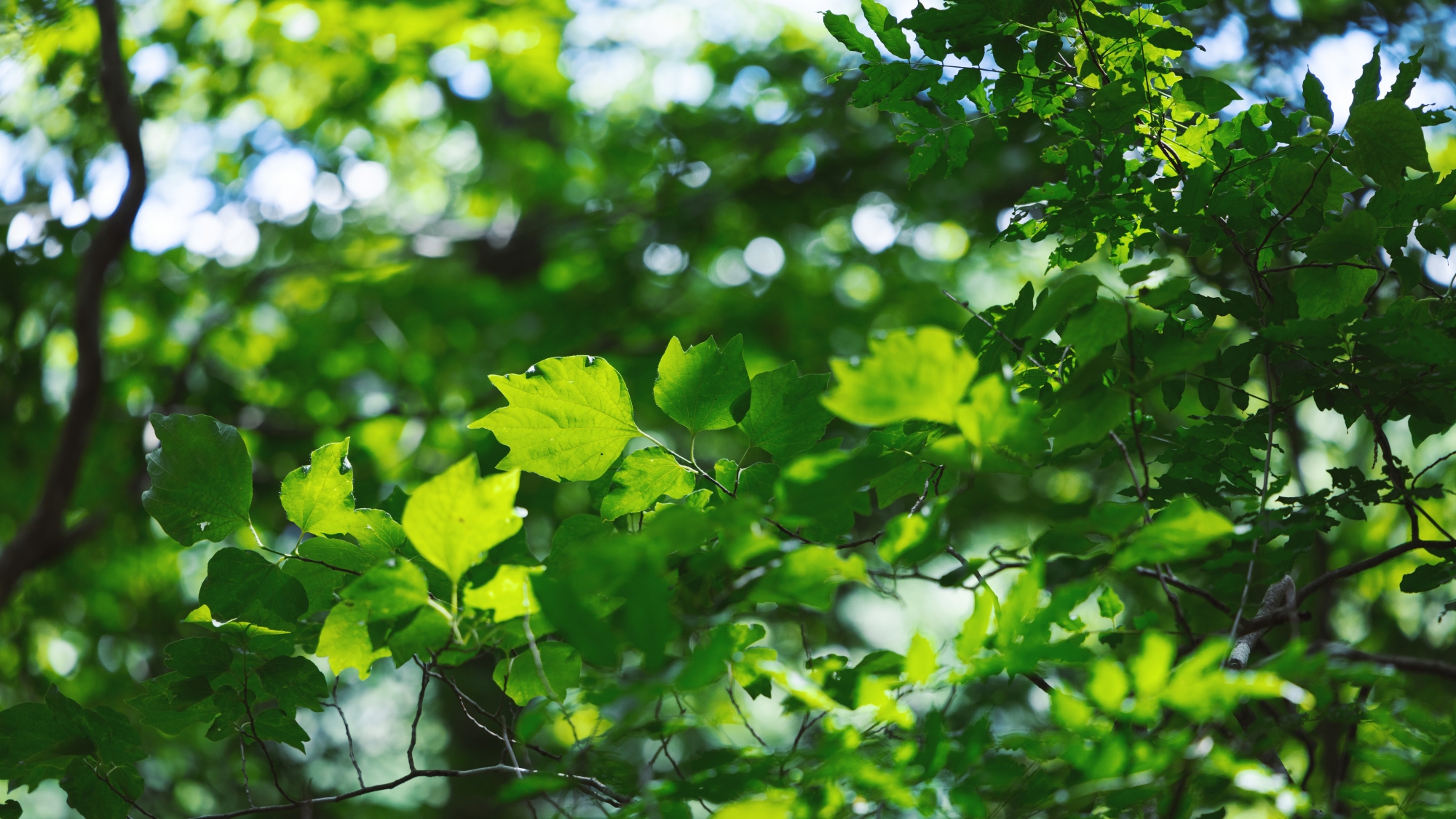 *木漏れ日／柔らかな光に包まれて、心身ともにリフレッシュするひとときを。