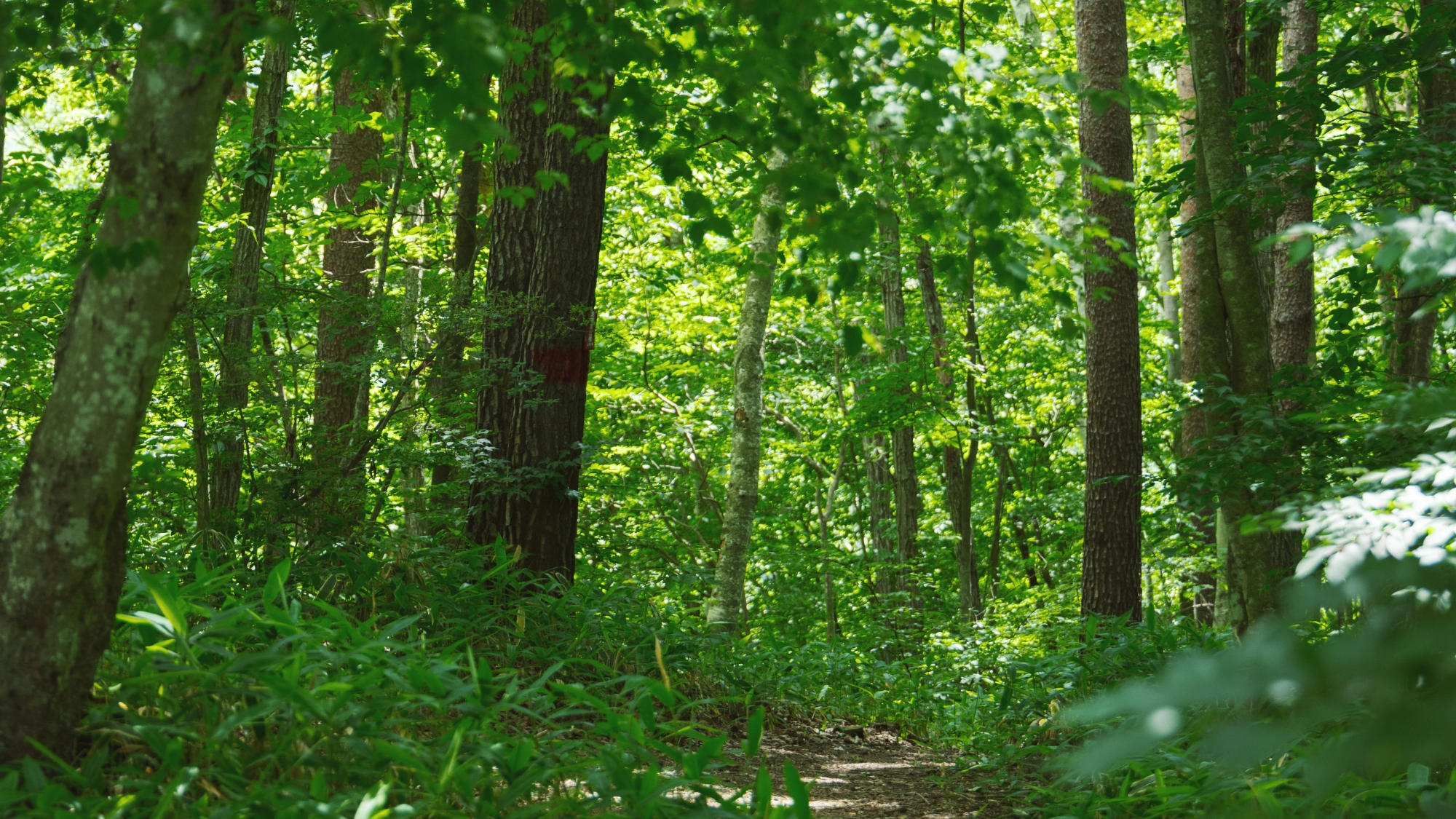 *森の中の小道／木漏れ日が差し込む緑のトンネルで、静かなひとときをお楽しみください。