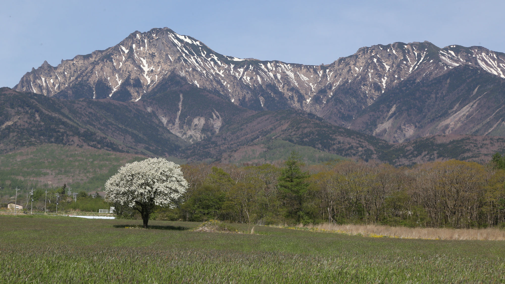 八ヶ岳とヤマナシの木　５月