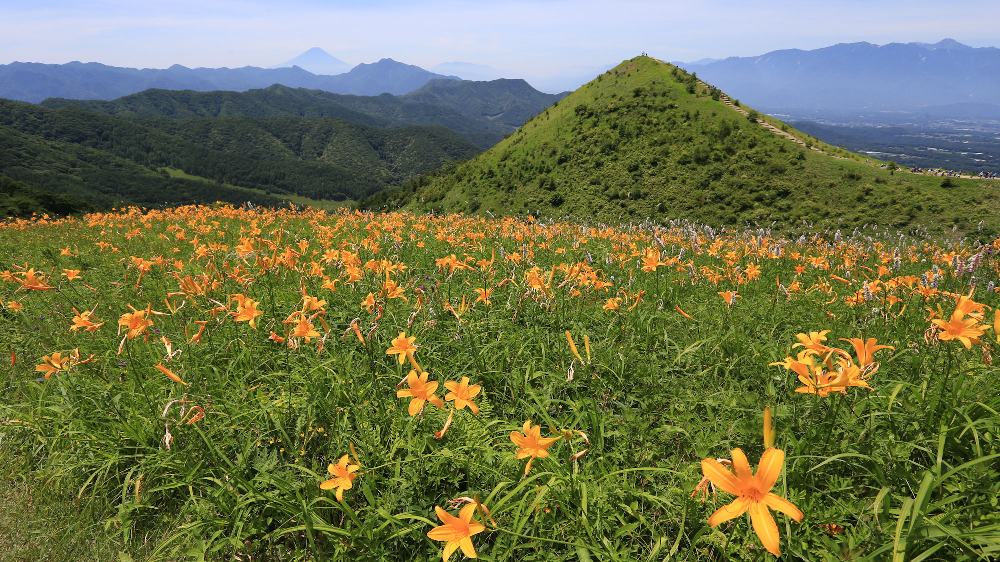 飯盛山・大盛山のニッコウキスゲ　7月