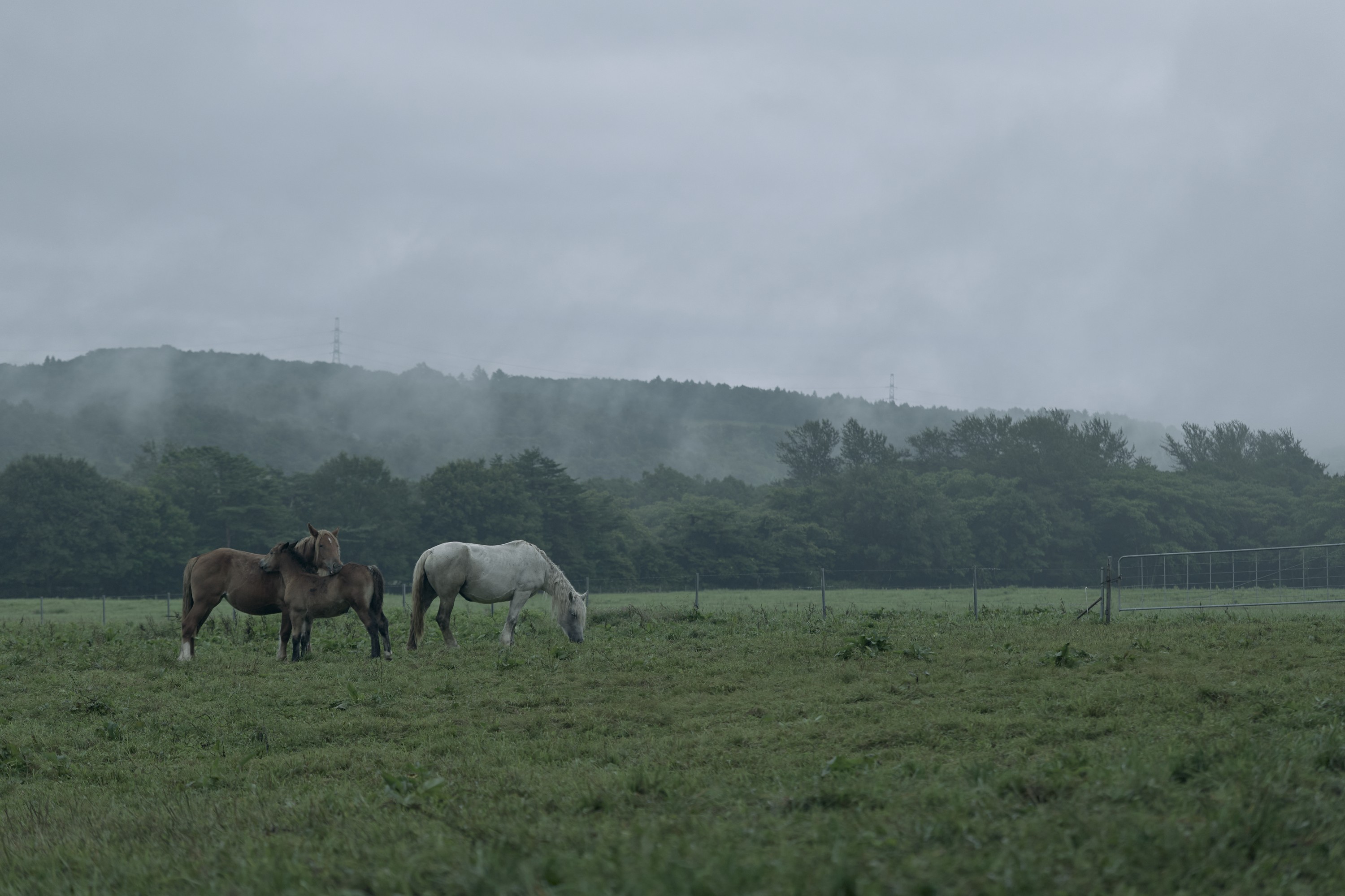 小岩井周辺イメージ