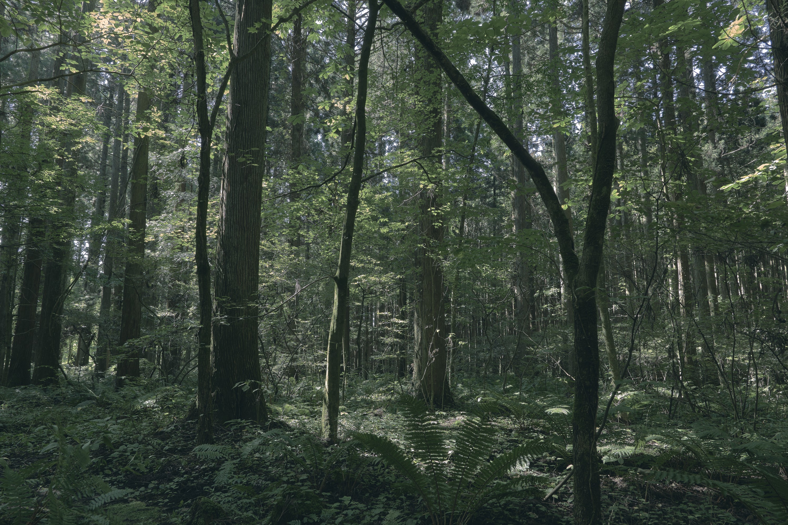 小岩井周辺イメージ