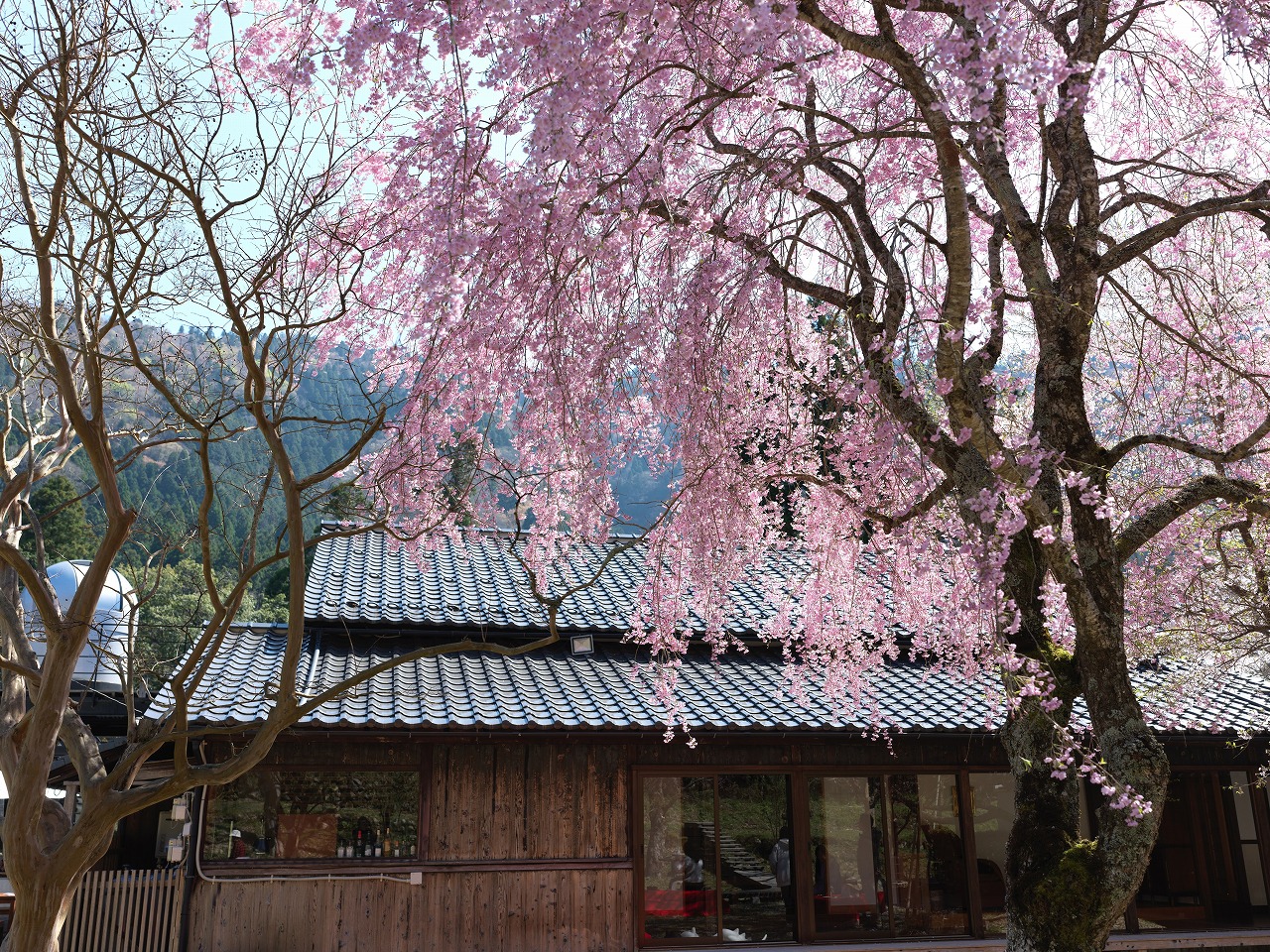 ミヤマテラス本館　北側庭