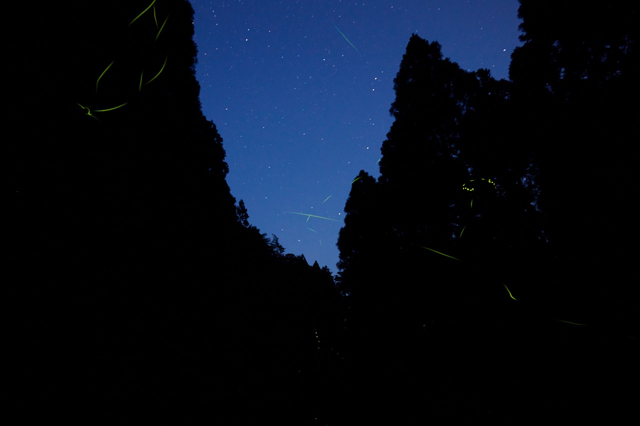 満天の星空とホタルが飛び交う夜