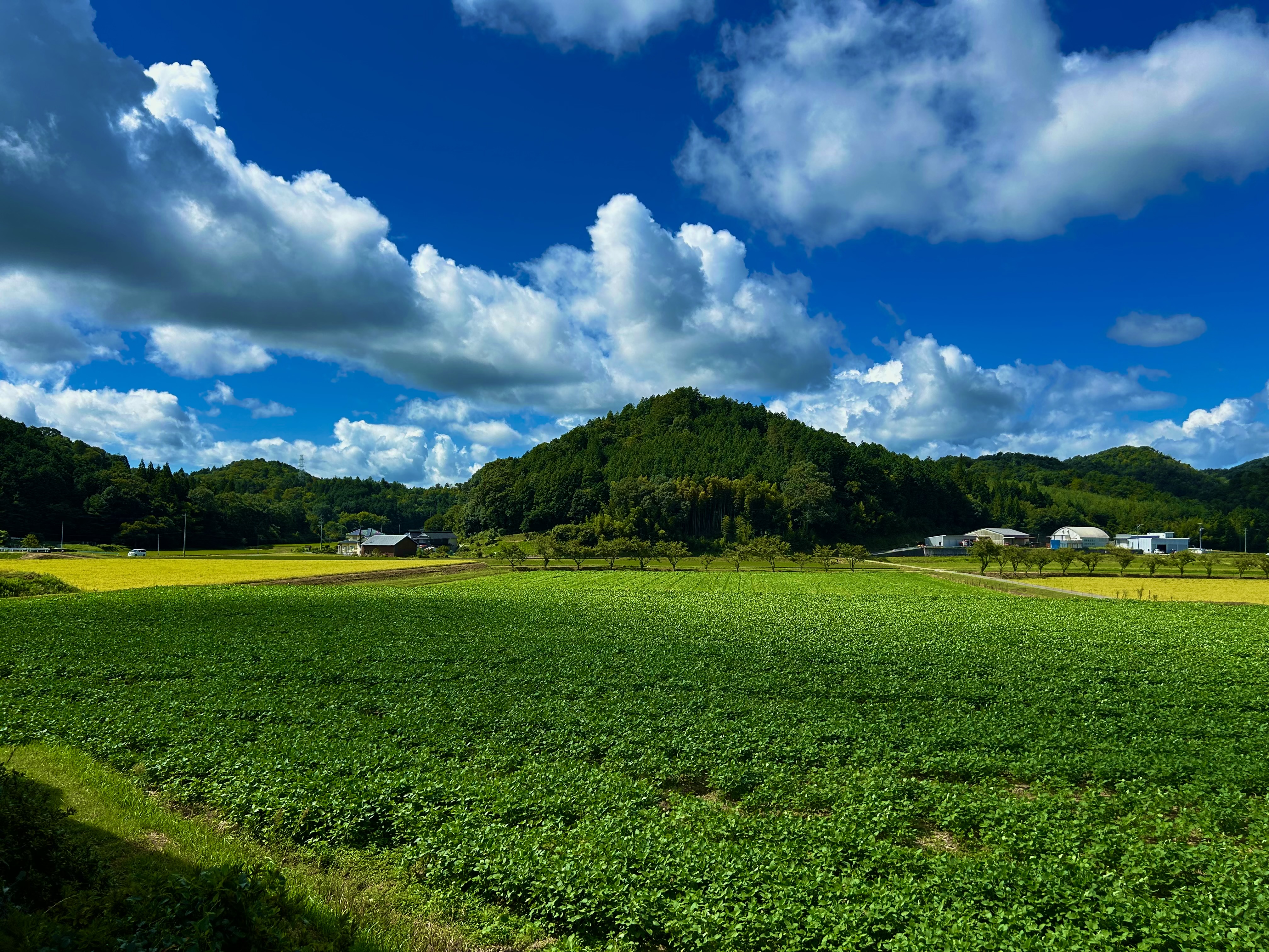 田園