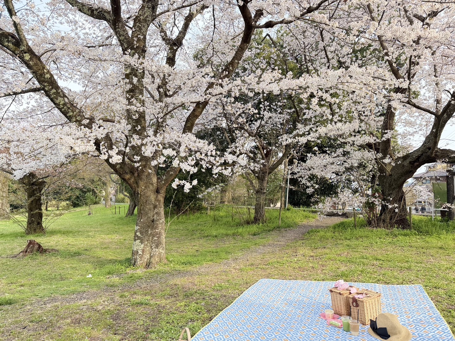 ピクニックセット無料レンタル
