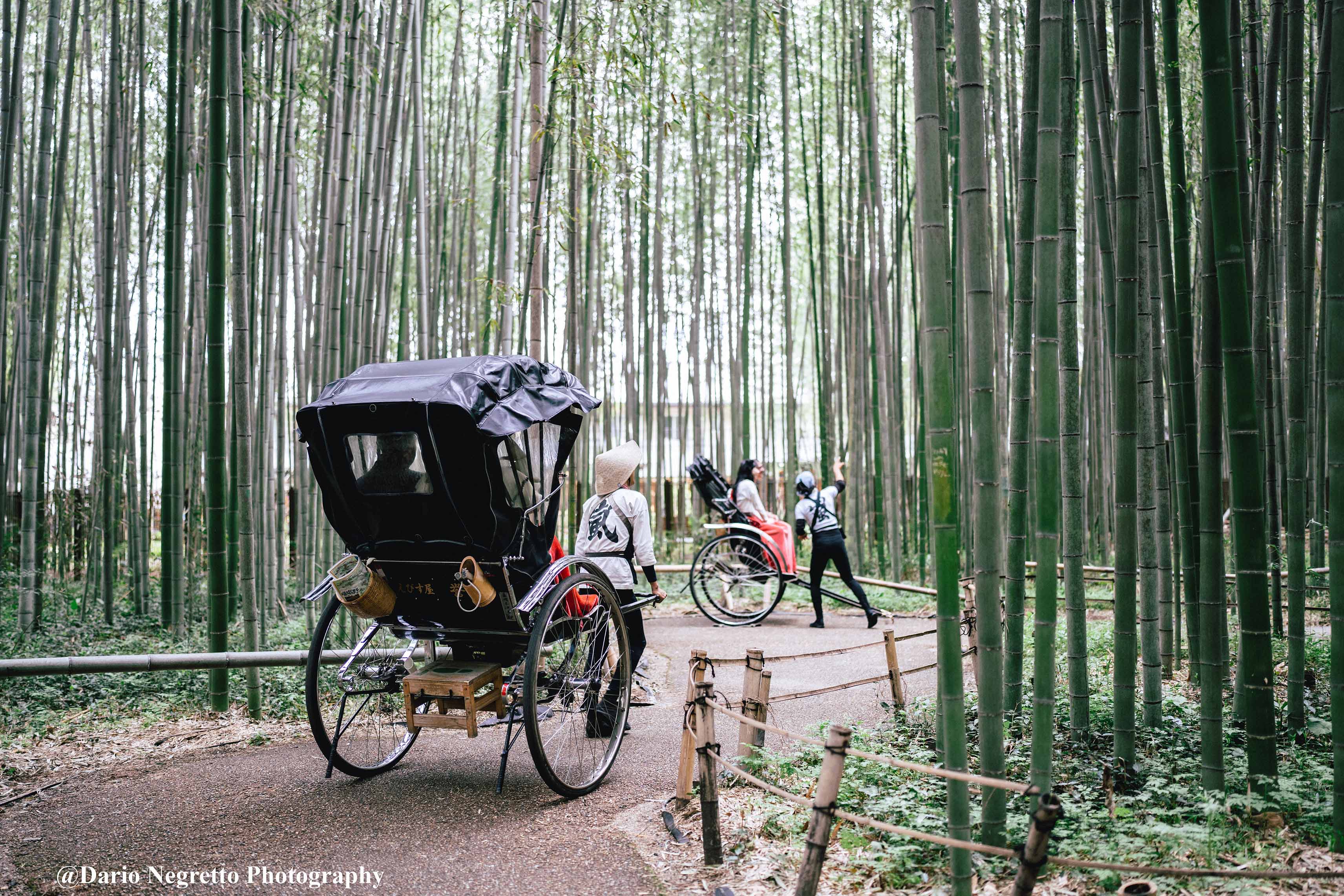 嵐山竹林散策