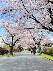 城ヶ崎海岸桜並木通り