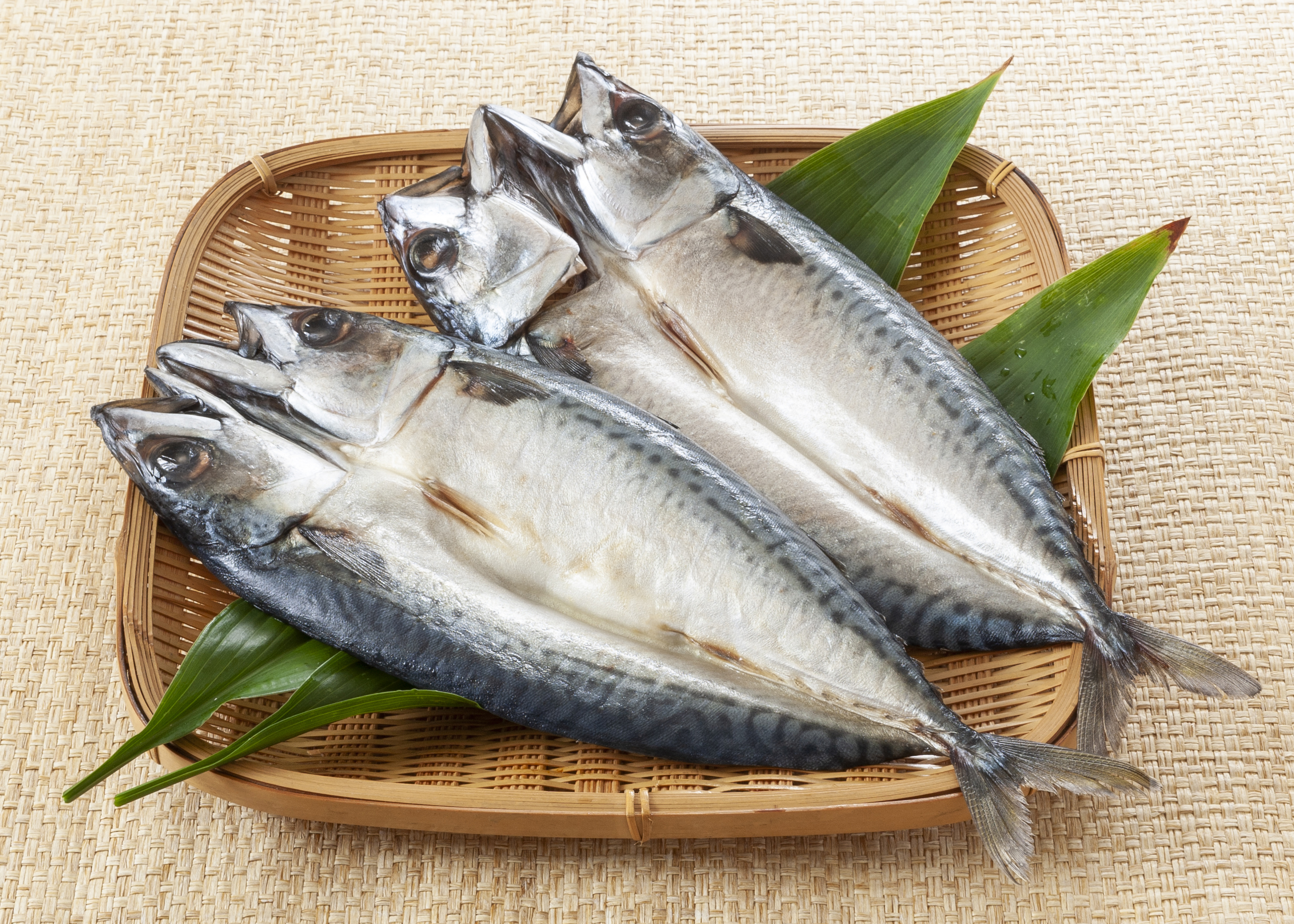 ＜周辺情報＞石巻港に水揚げされる、極めて脂の乗りが良い大型の「真サバ」