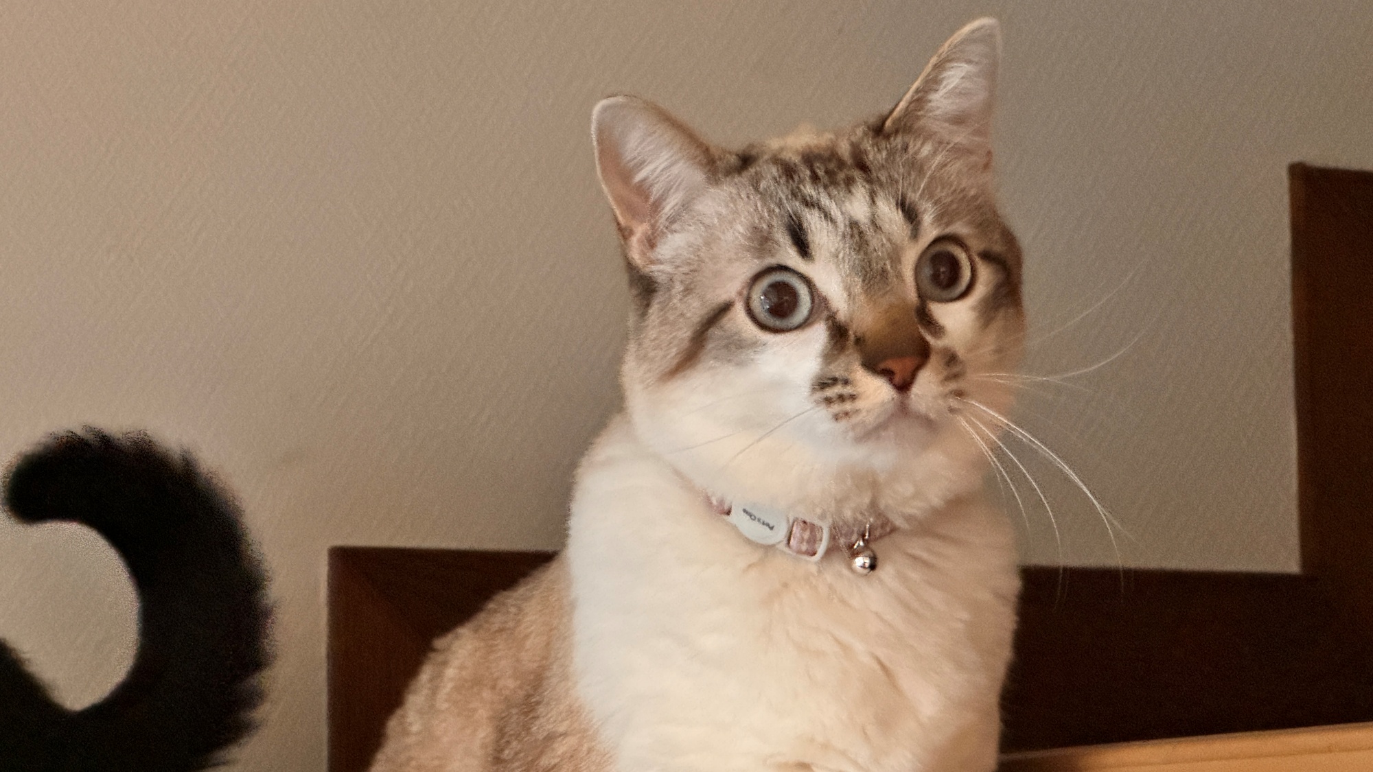 猫　階段　2000