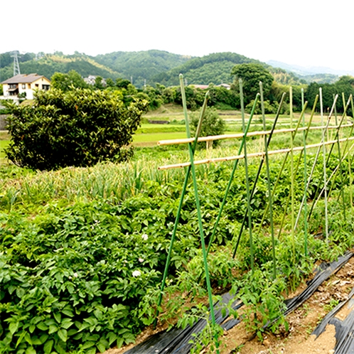 【施設】収穫体験もできる菜園