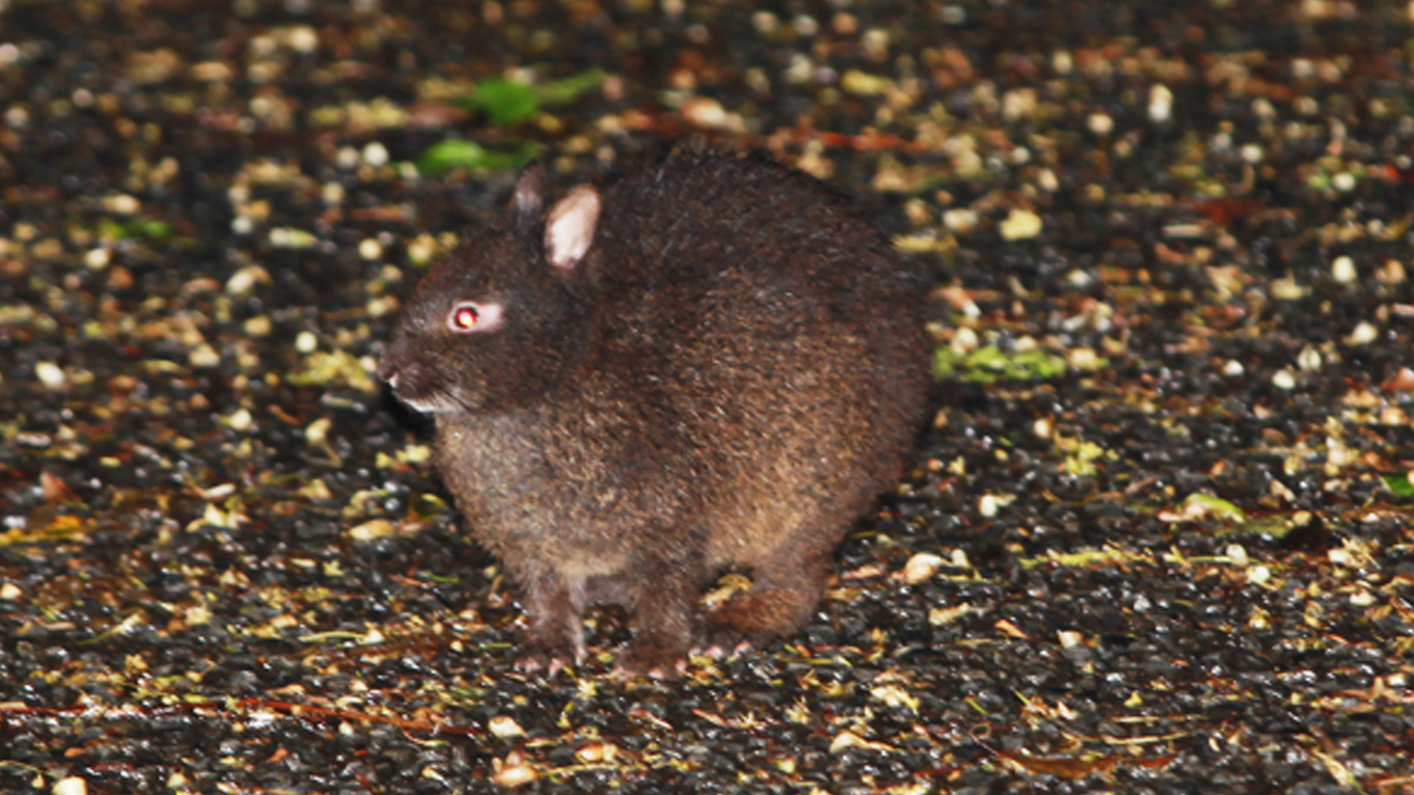 アマミノクロウサギ