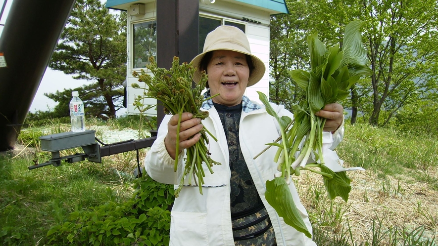 山菜狩