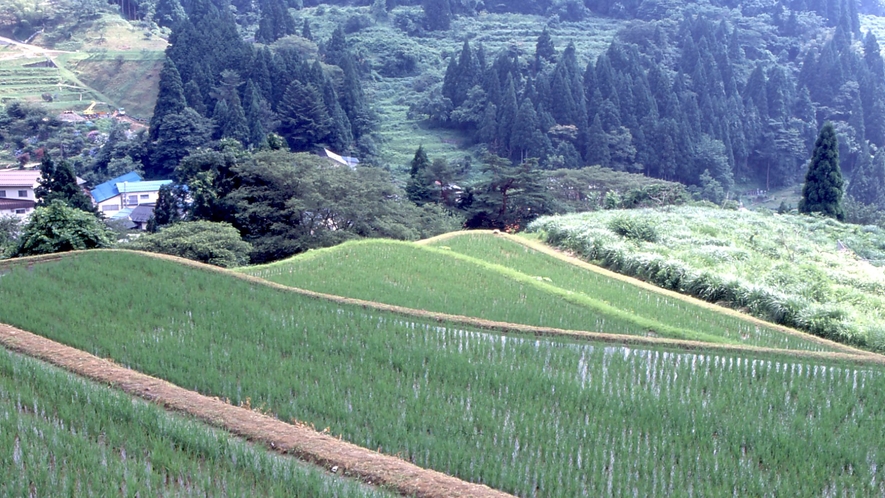 山峡の棚田