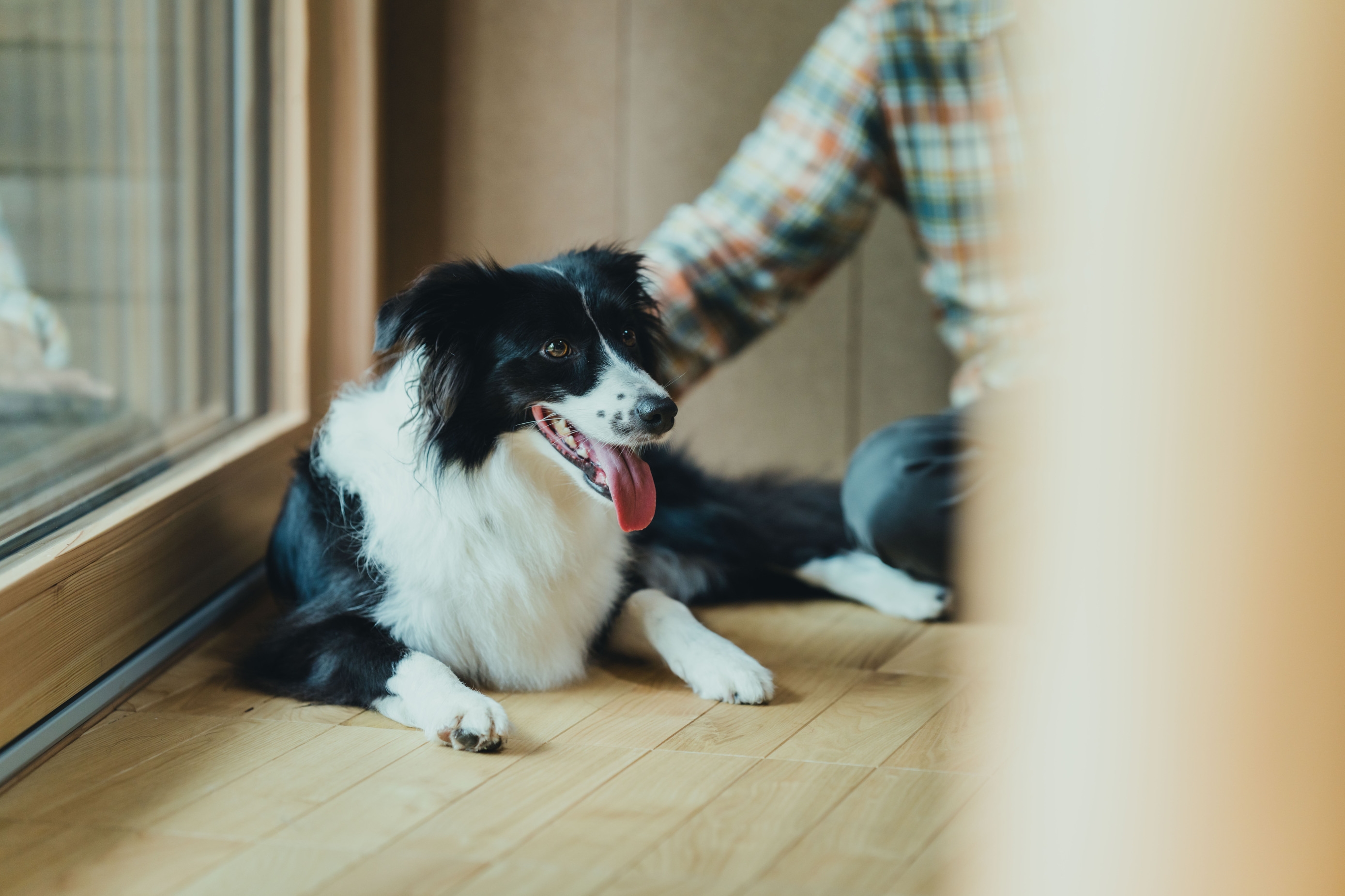 【愛犬と泊まれる・プライベートサウナ付き】豊かな森の中で穏やかに過ごすスイートプラン