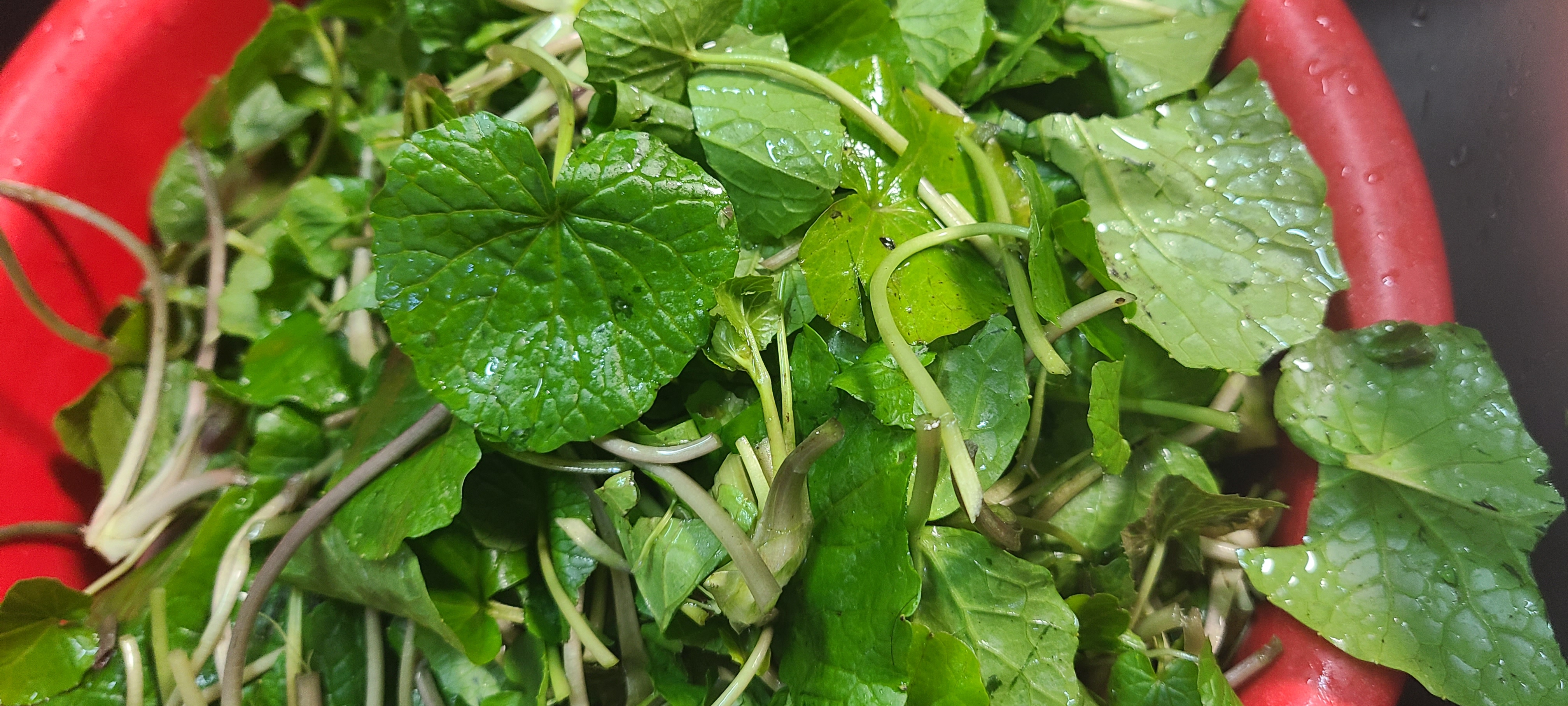 葉わさび1