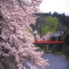 飛騨高山の春の中橋。当館よりお車約４５分。