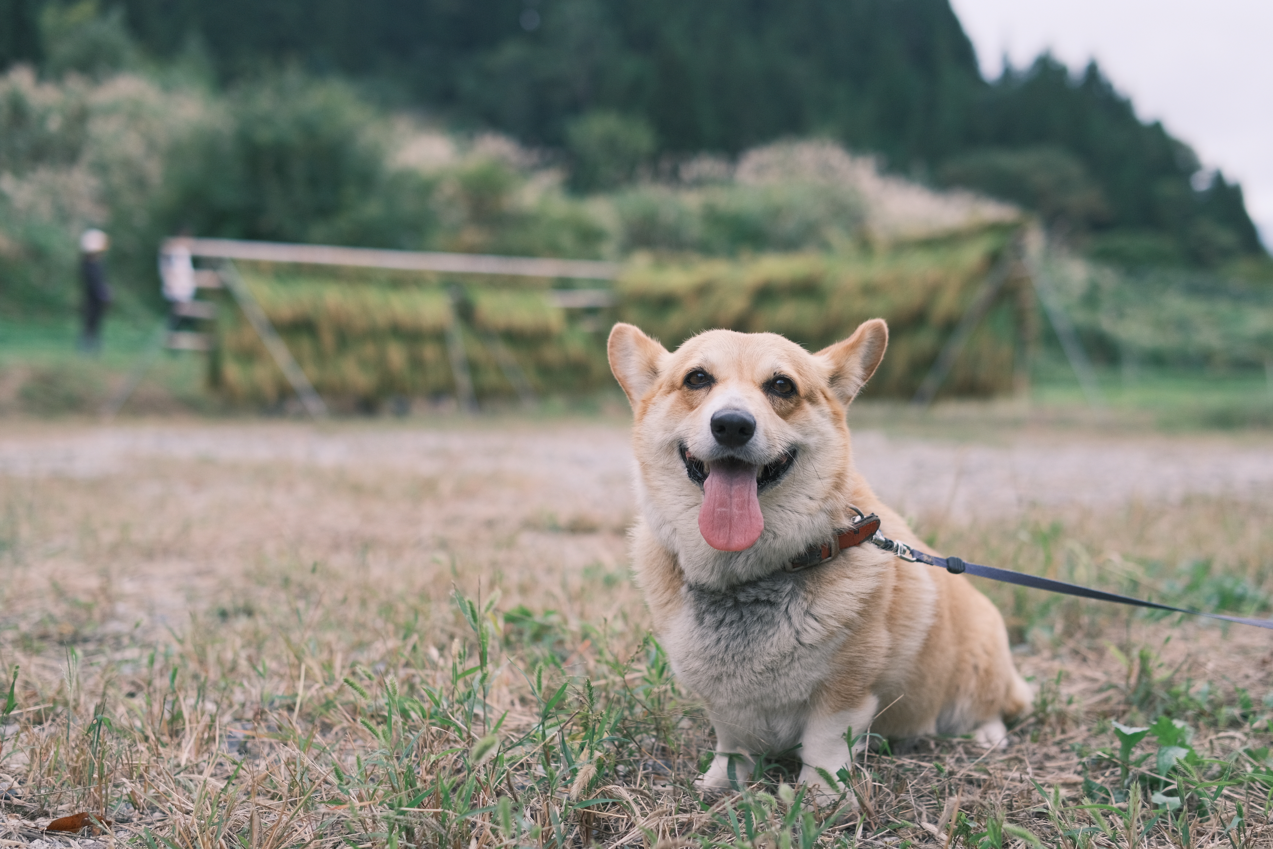 看板犬アノン