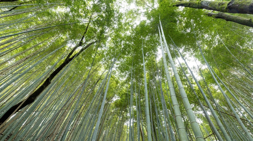 【当日割★素泊まり】吉野の静寂に癒される非日常｜一棟貸し可・自由な滞在♪