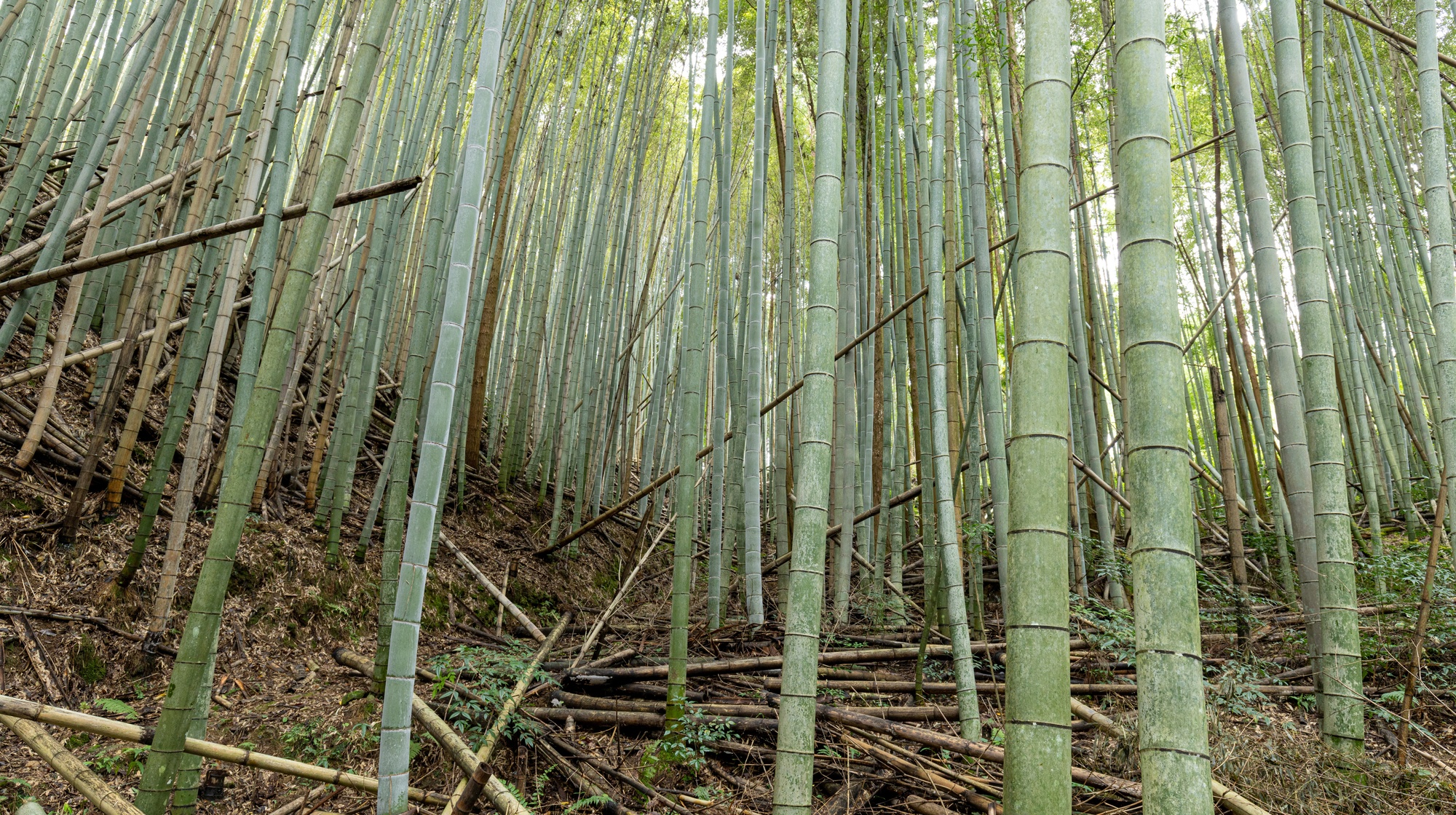 竹林イメージ