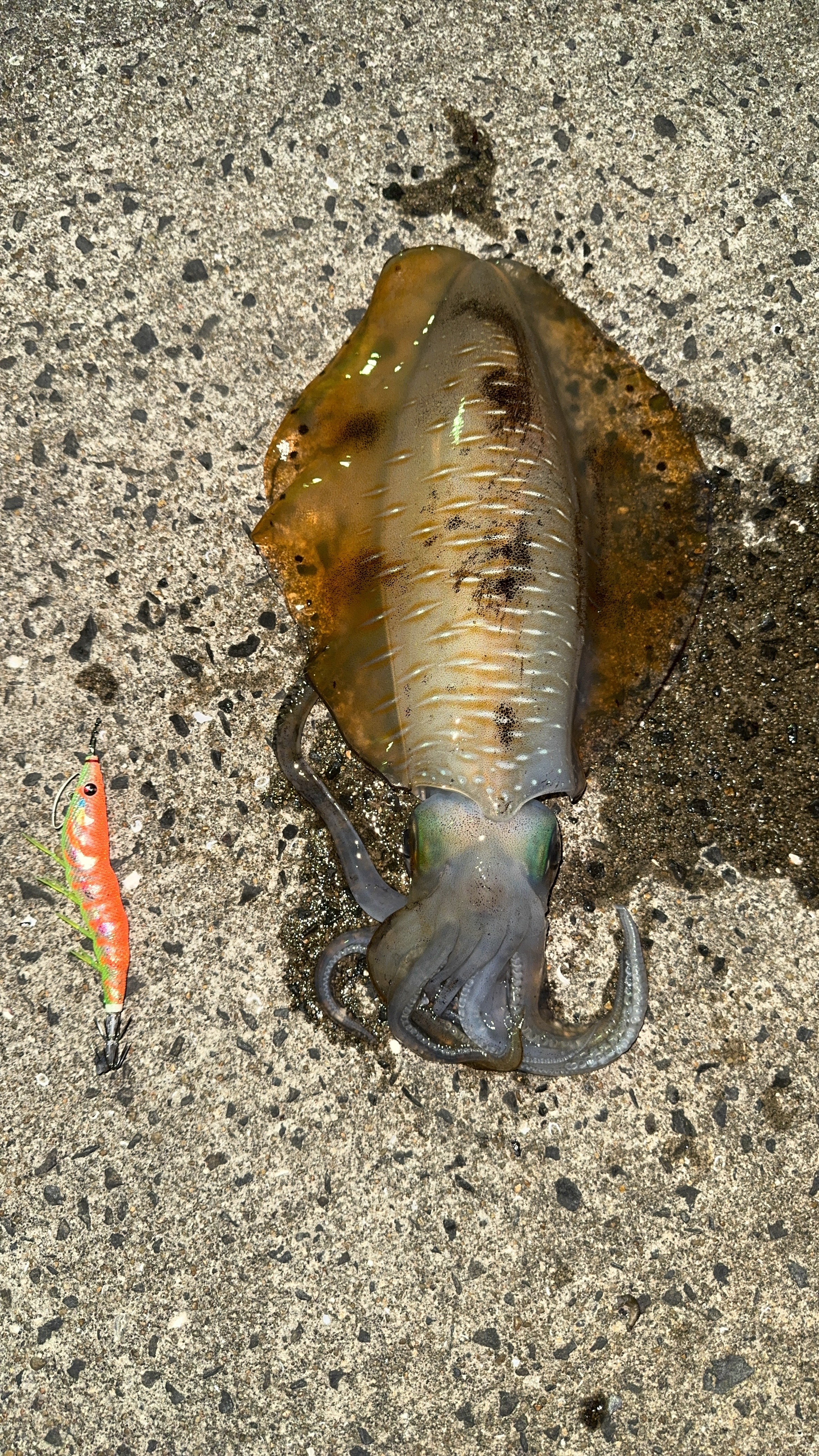 釣り