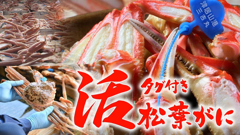 ALL活1.5杯使用タグ付津居山蟹『活松葉カニコース』平日カニ天付き