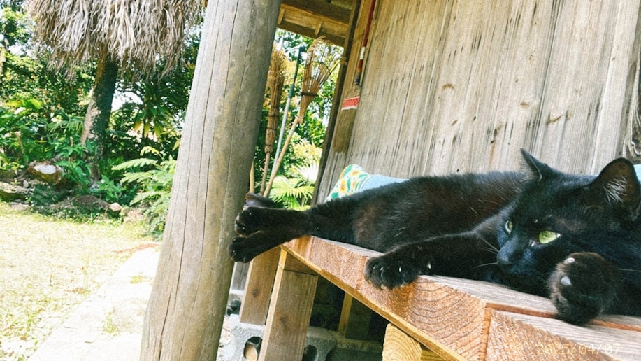 人懐っこい黒猫が庭にいます♪