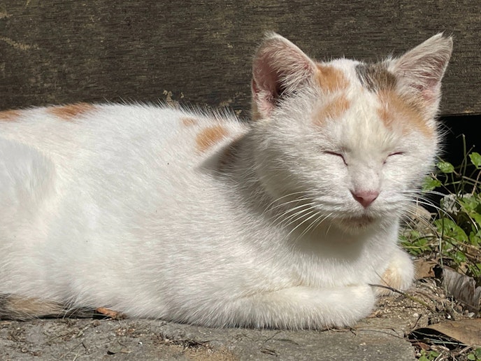 スーパーマーケット（エーコープ）まで車で4分/自転車で１5分