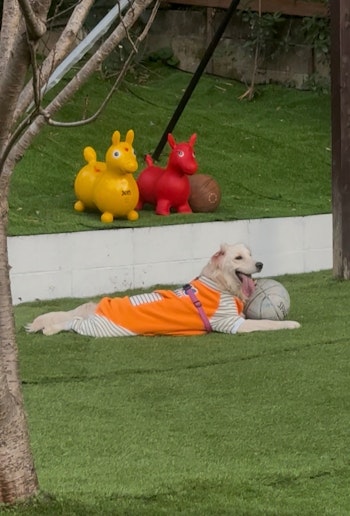 広々お庭　ワンちゃん大喜び