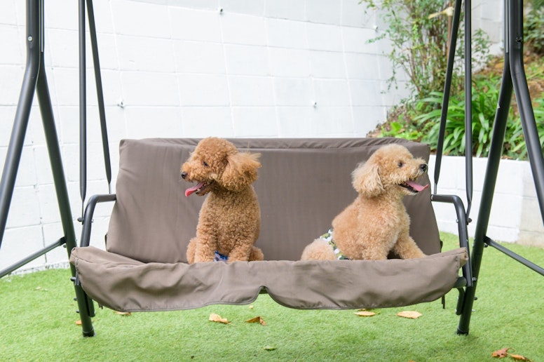 ワンちゃん記念撮影