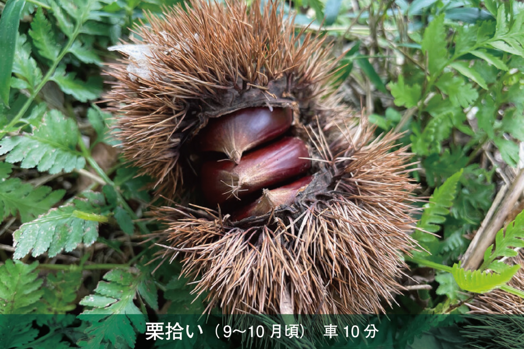 秋の栗拾い