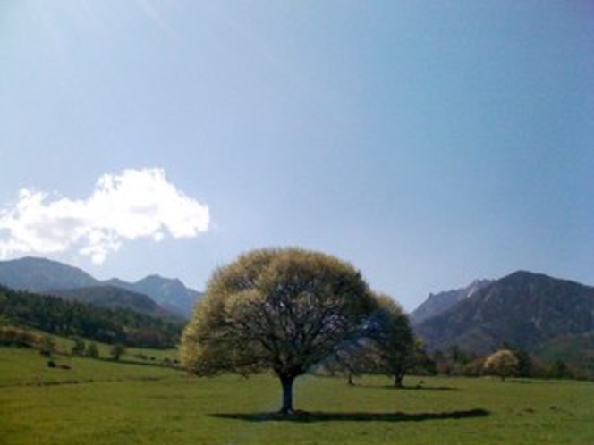 清里のシンボルツリー県営八ヶ岳牧場の「ヤマナシの木」