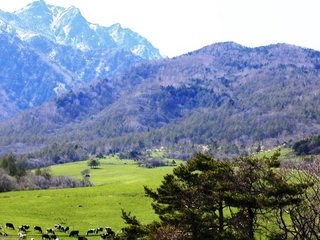 八ヶ岳牧場の牛たち