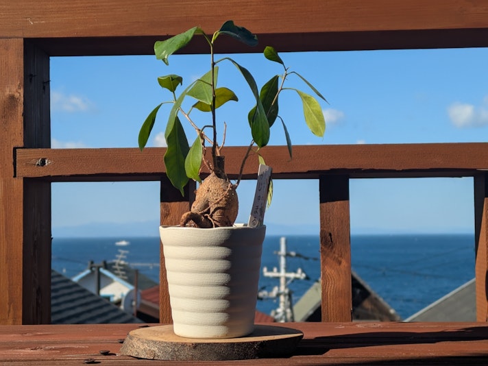 ・・ｬ・・ｸ・・･・・・・・ｫ・・・・・・