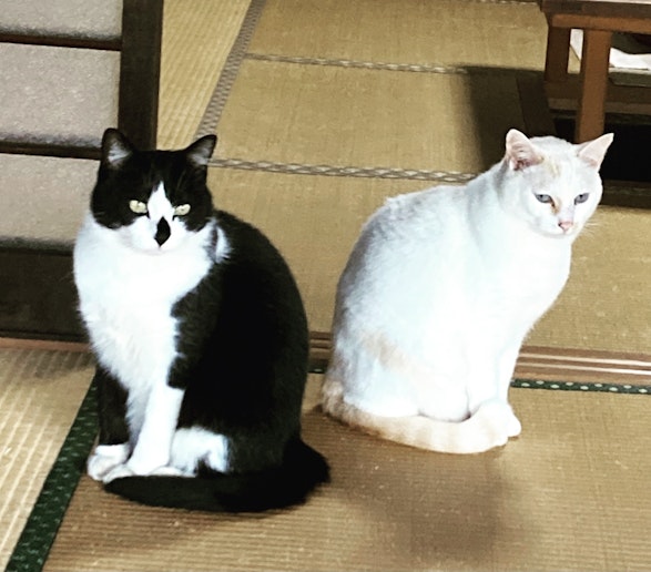 ・・・・・ｫ・ｺ・・・ｹ