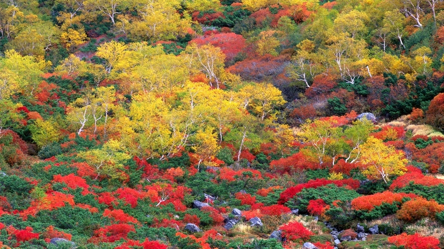 乗鞍高原　紅葉