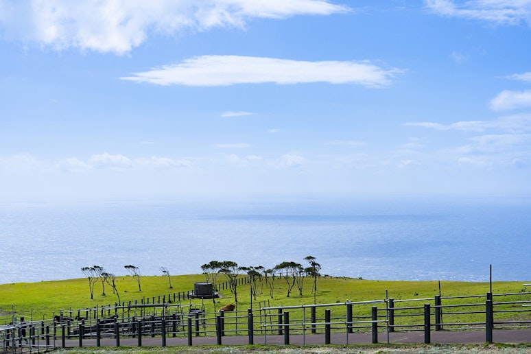 観光地（八丈島ふれあい牧場）
