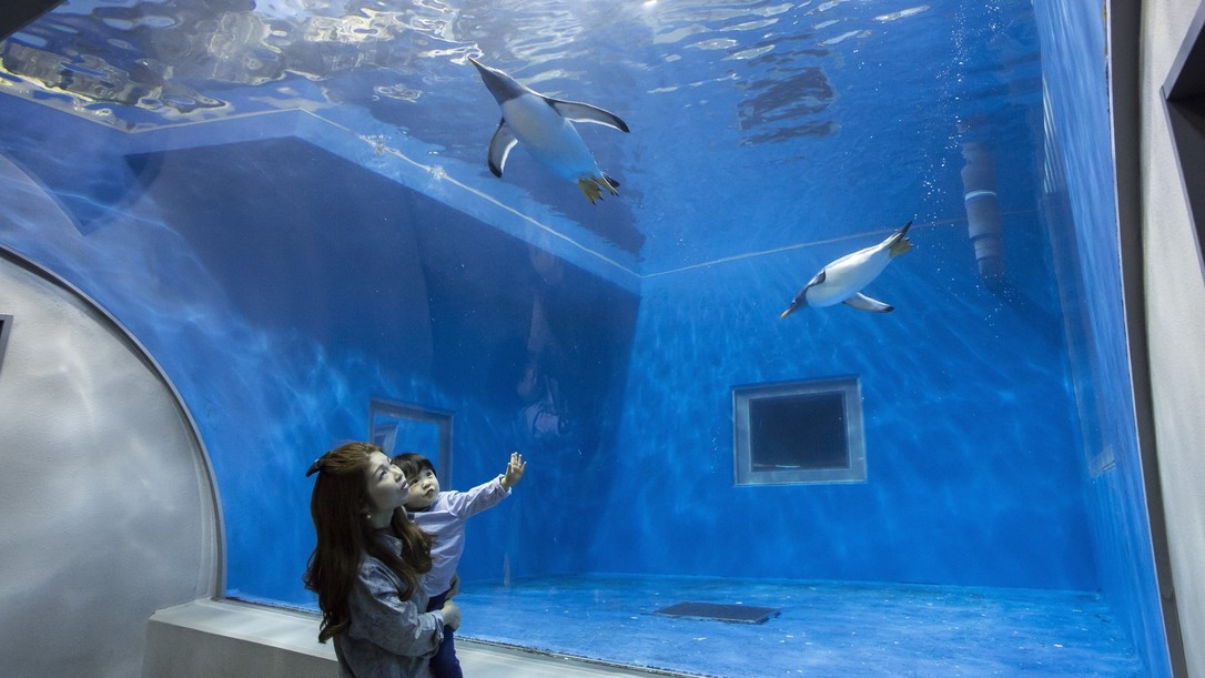 【松島水族館チケット付】イルカにペンギン♪海の生き物に会いに行こう