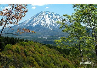 新緑と羊蹄山