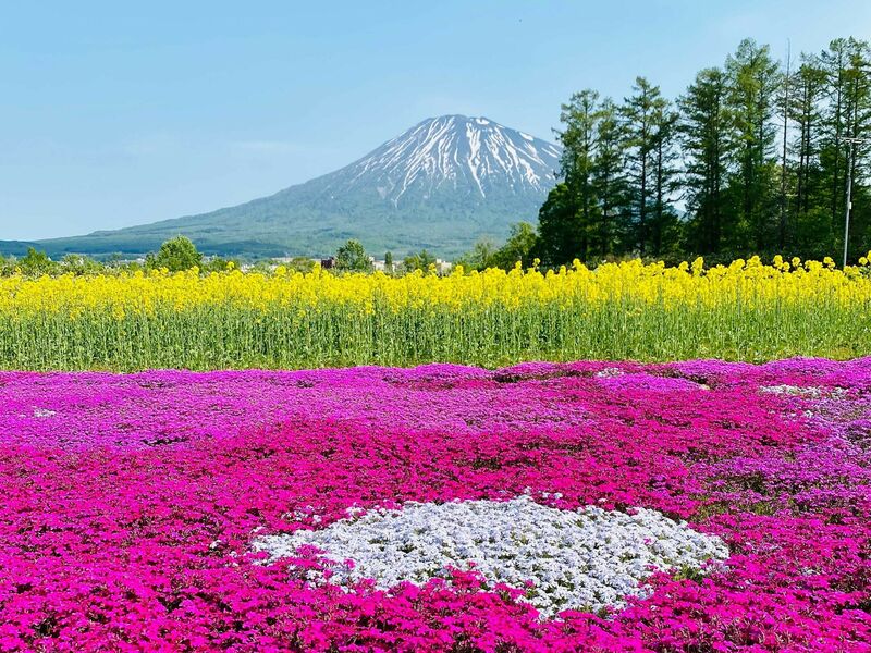 羊蹄山と芝桜