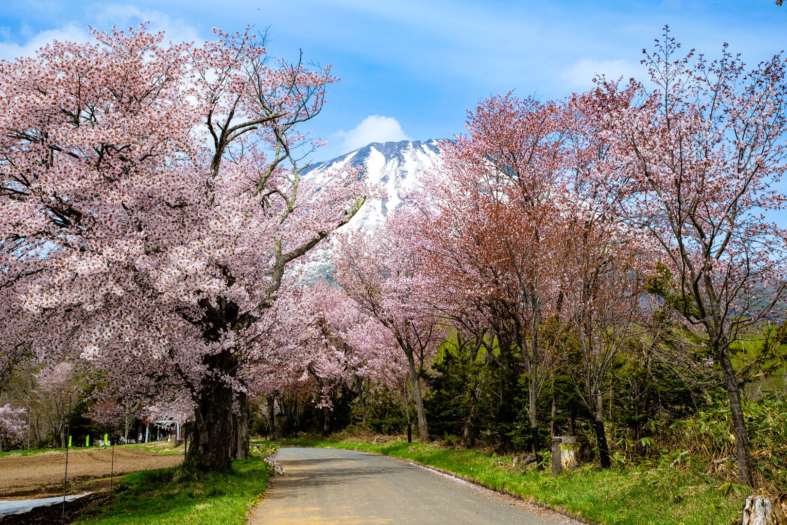 羊蹄山と桜